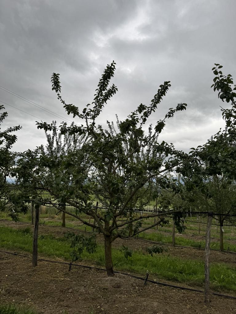 Prunus armeniaca 'Orangered'