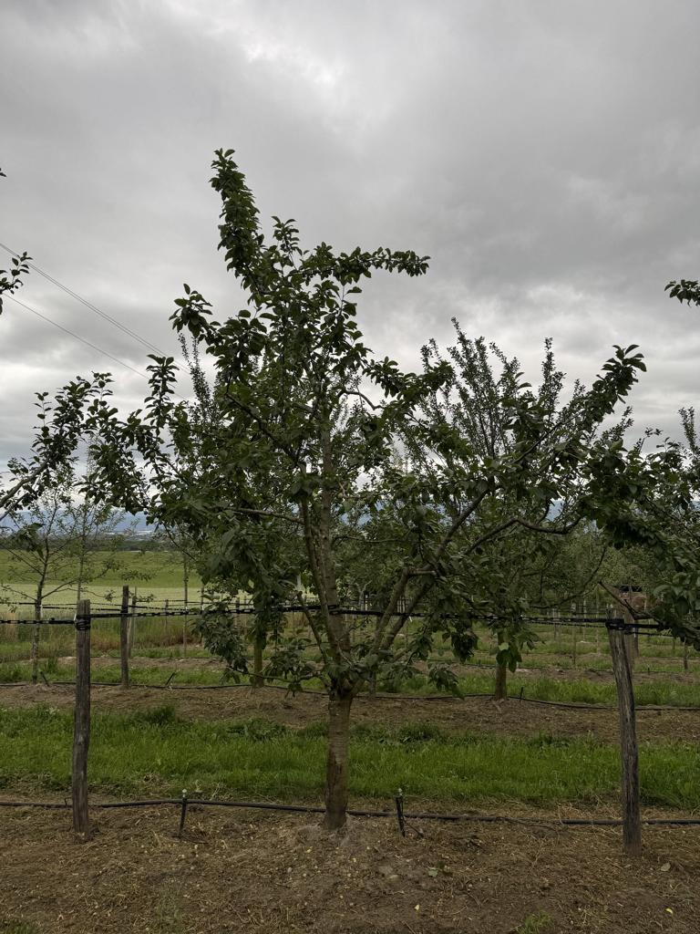 Prunus domestica 'Reine-Claude d'Oullins'