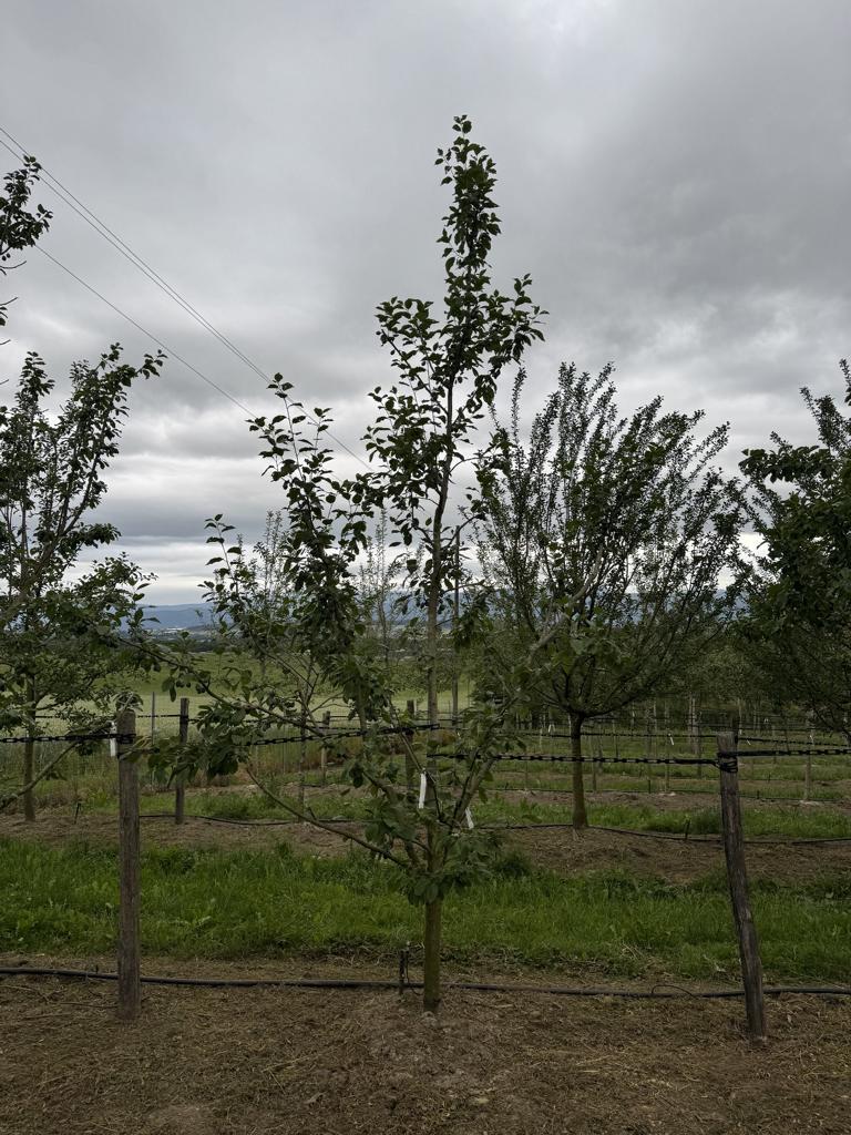 Prunus domestica 'Reine-Claude d'Oullins'