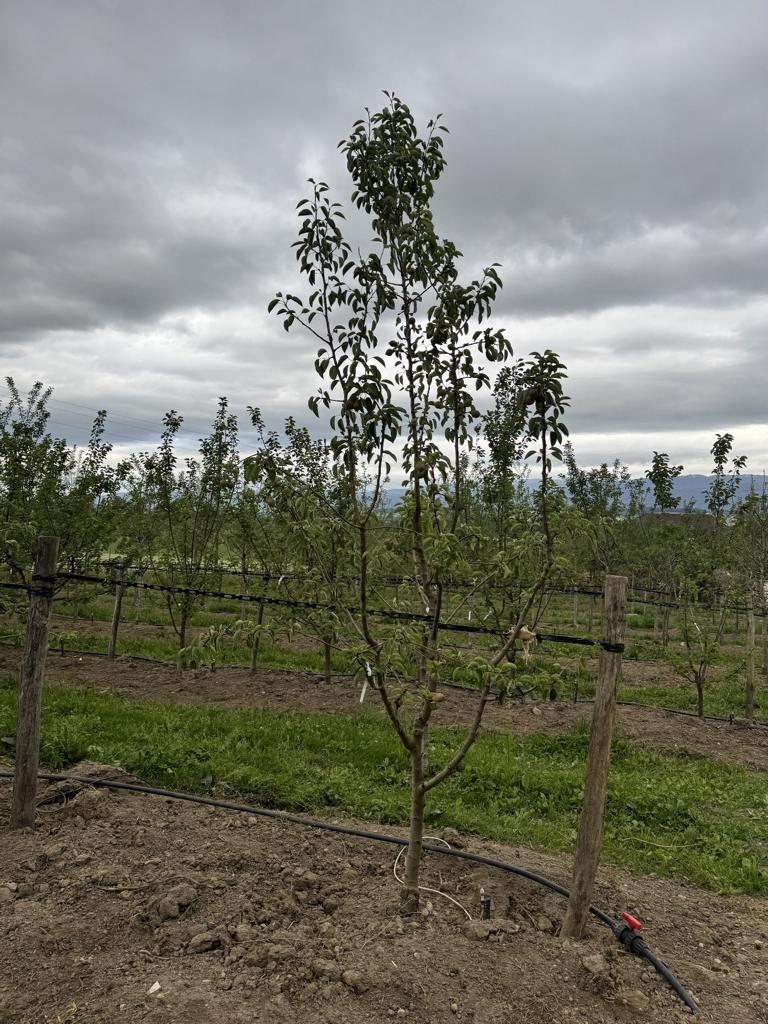 Pyrus communis 'Williams Christbirne'