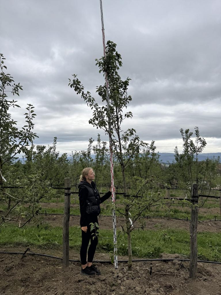 Pyrus communis 'Williams Christbirne'