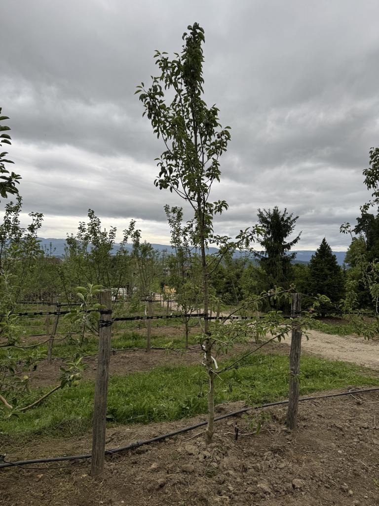 Pyrus communis 'Williams Christbirne'