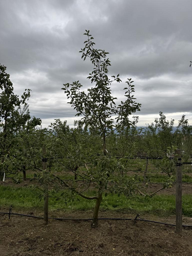 Malus domestica 'Gravensteiner'