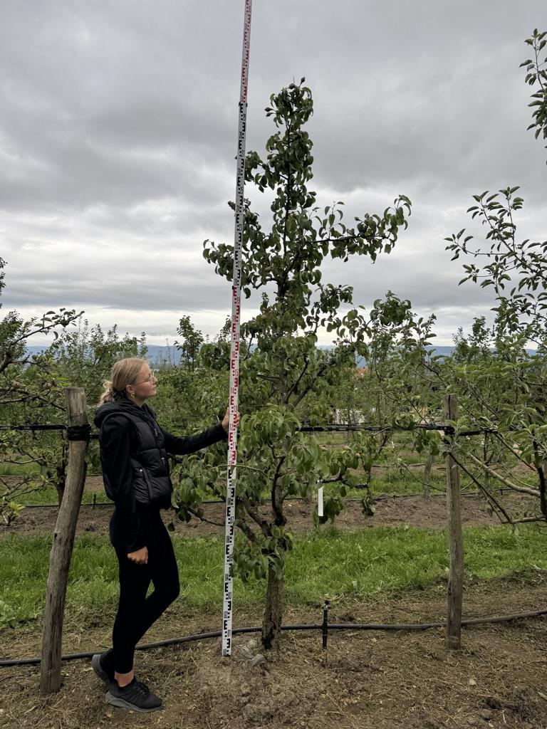 Pyrus communis 'Conférence'