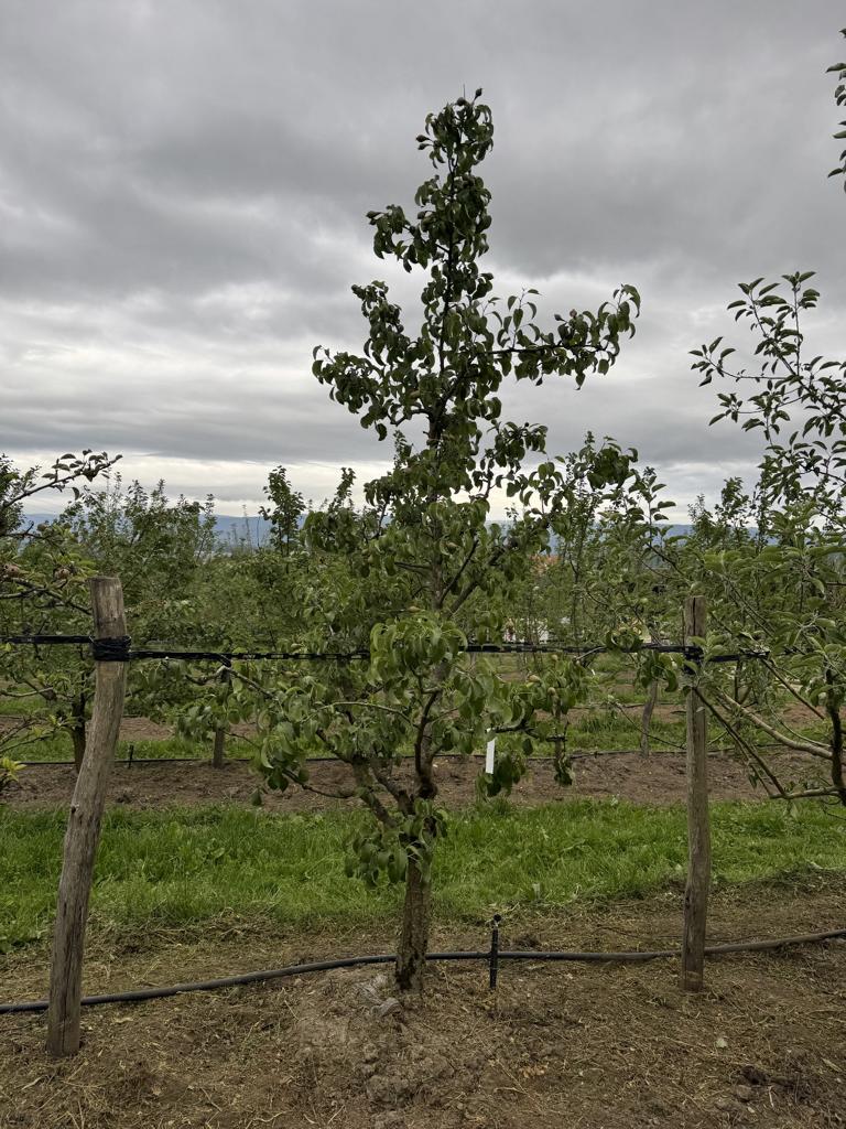 Pyrus communis 'Conférence'