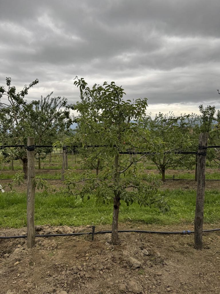 Pyrus communis 'Gute Luise von Avranches'