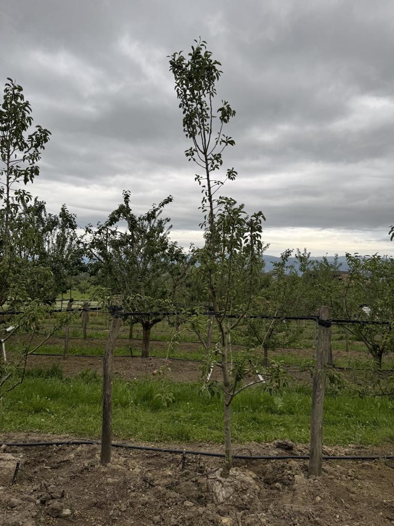 Pyrus communis 'Williams Christbirne'