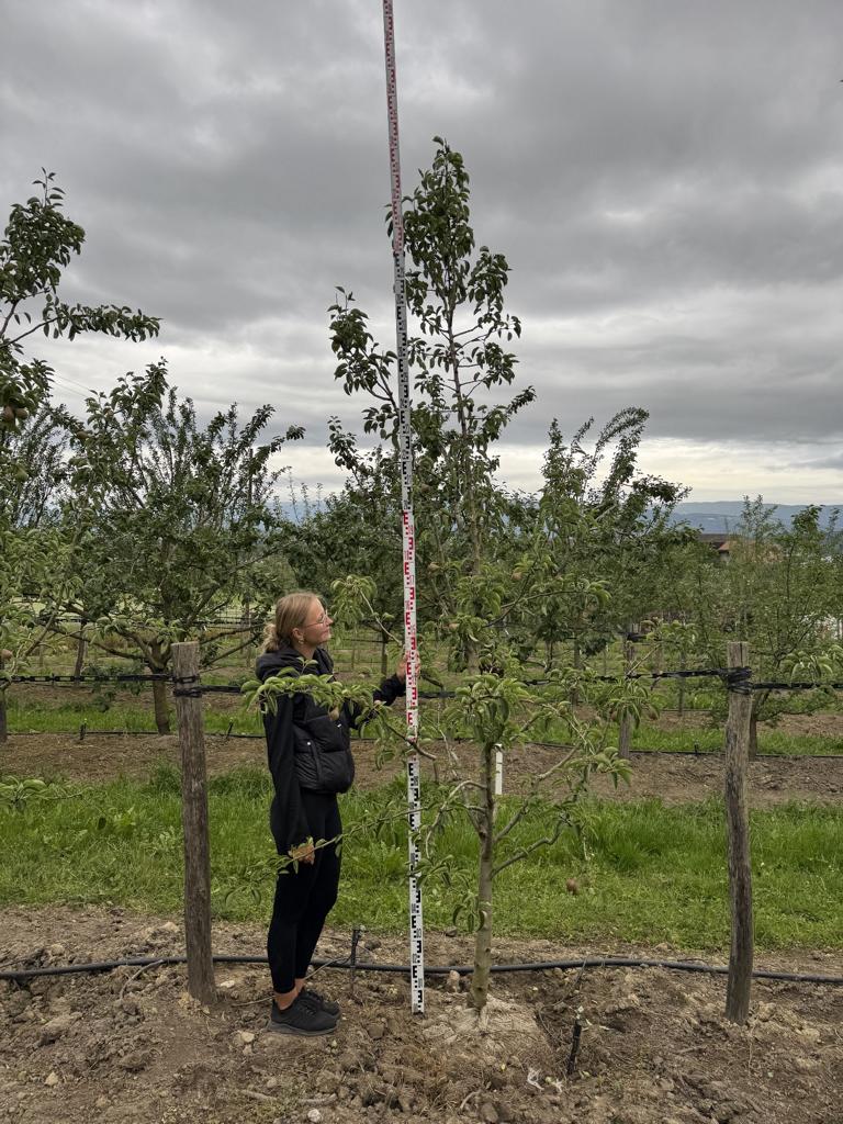 Pyrus communis 'Williams Christbirne'