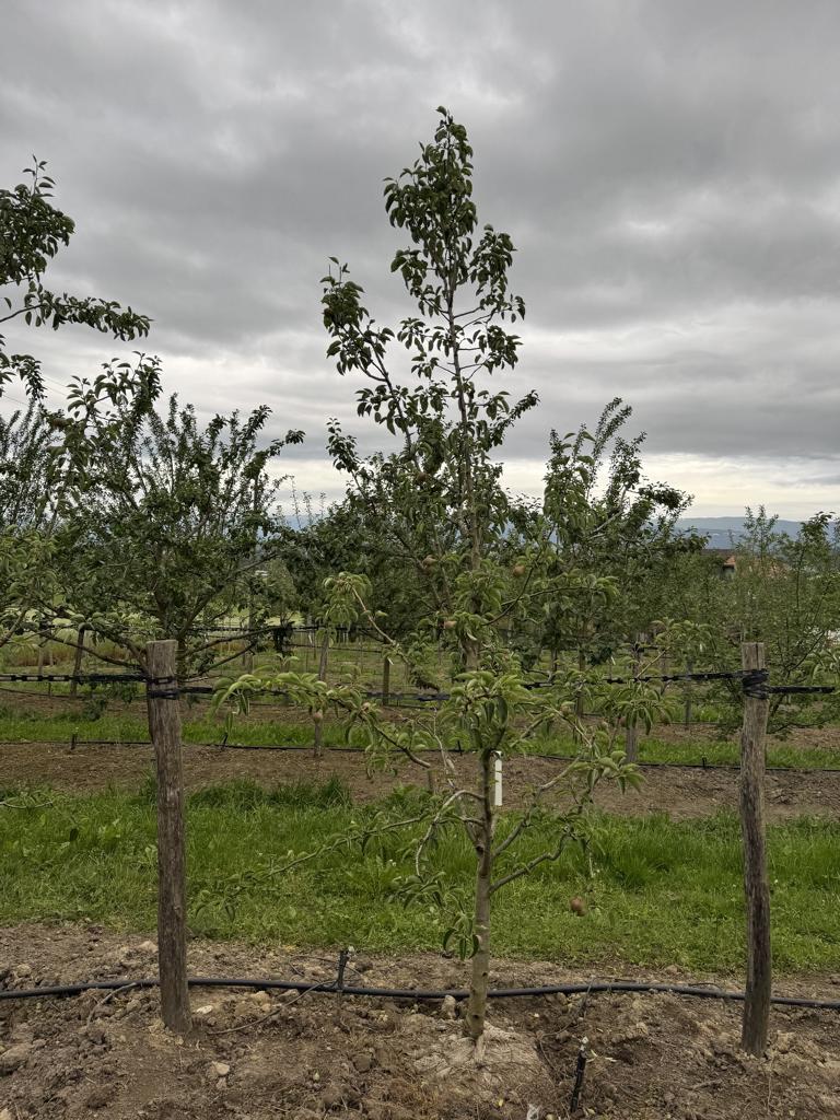 Pyrus communis 'Williams Christbirne'