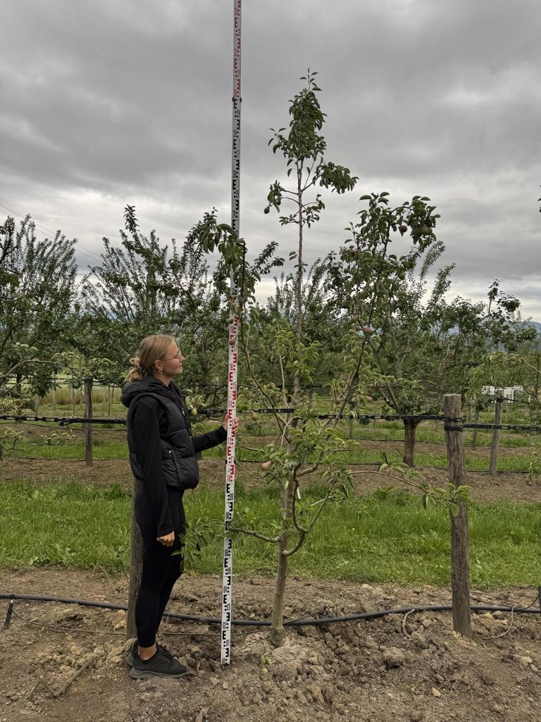 Pyrus communis 'Williams Christbirne'