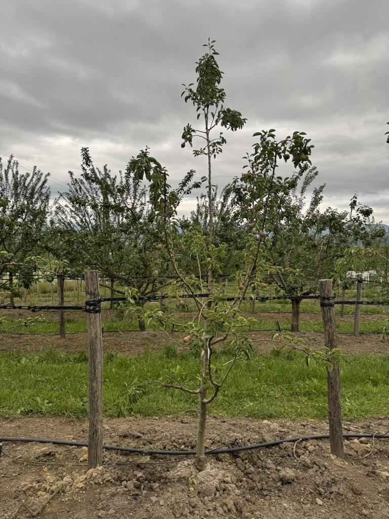 Pyrus communis 'Williams Christbirne'