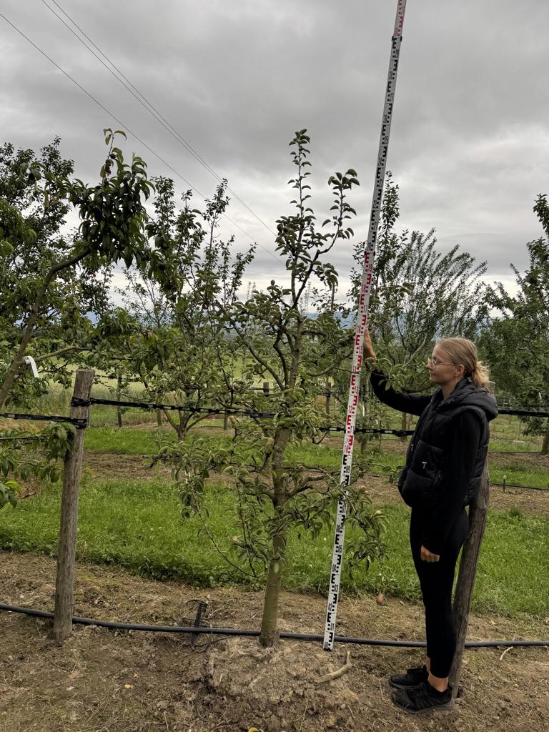 Pyrus communis 'Williams Christbirne'