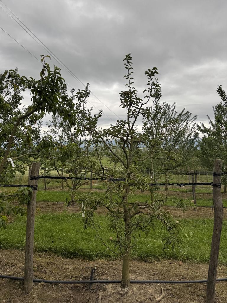 Pyrus communis 'Williams Christbirne'