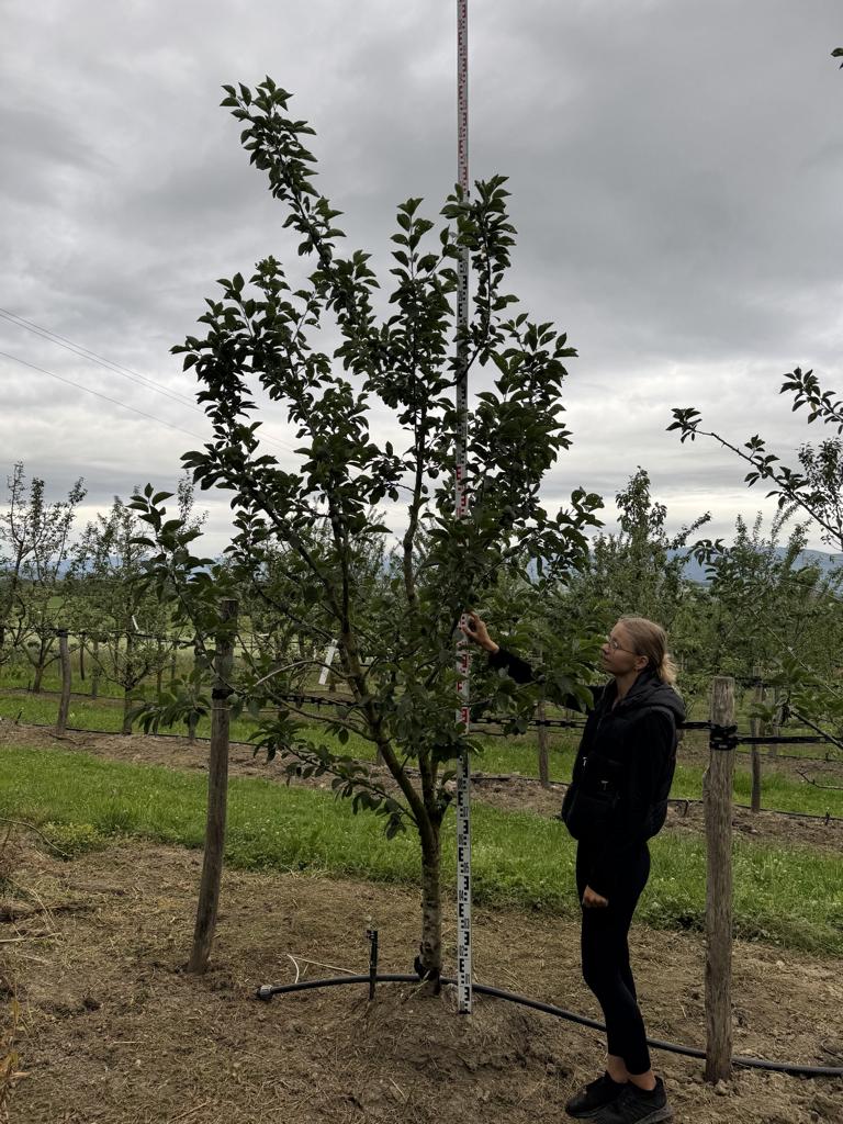 Prunus domestica 'Tegera'