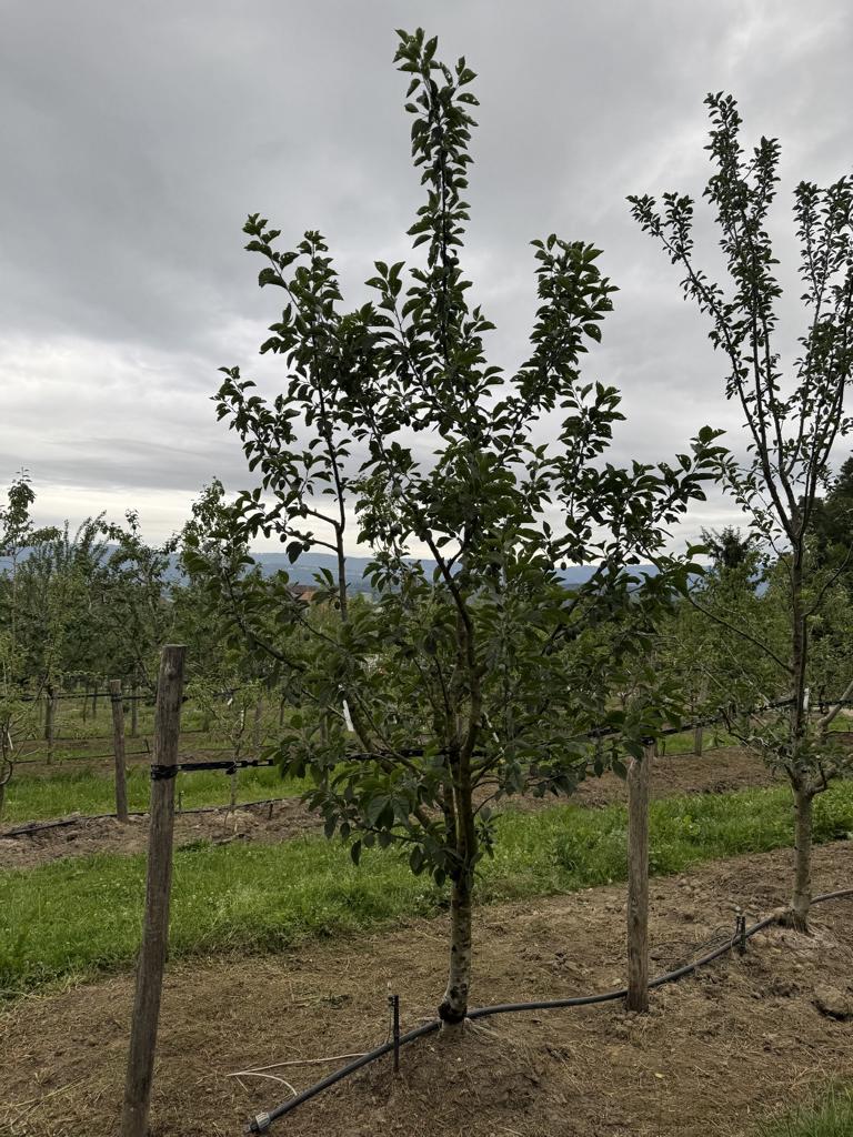 Prunus domestica 'Tegera'