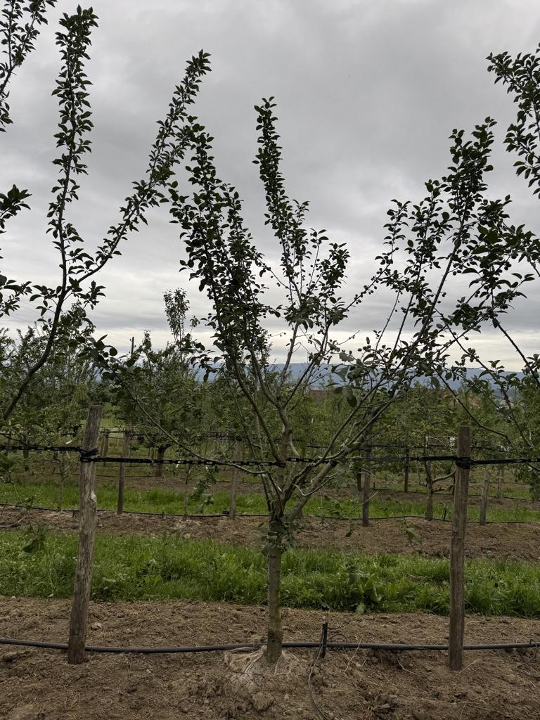 Prunus domestica 'Tegera'