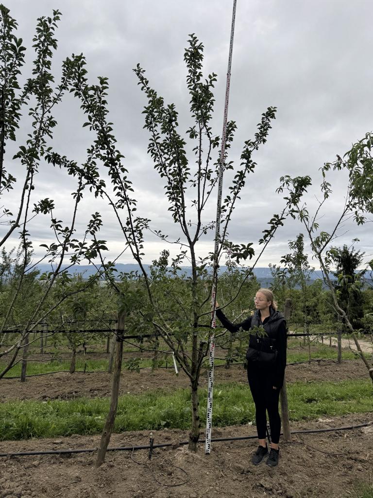 Prunus domestica 'Tegera'