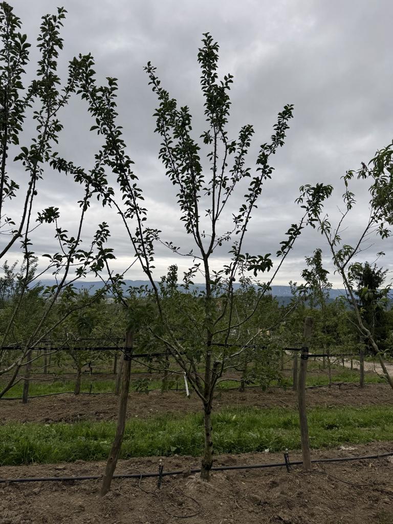 Prunus domestica 'Tegera'