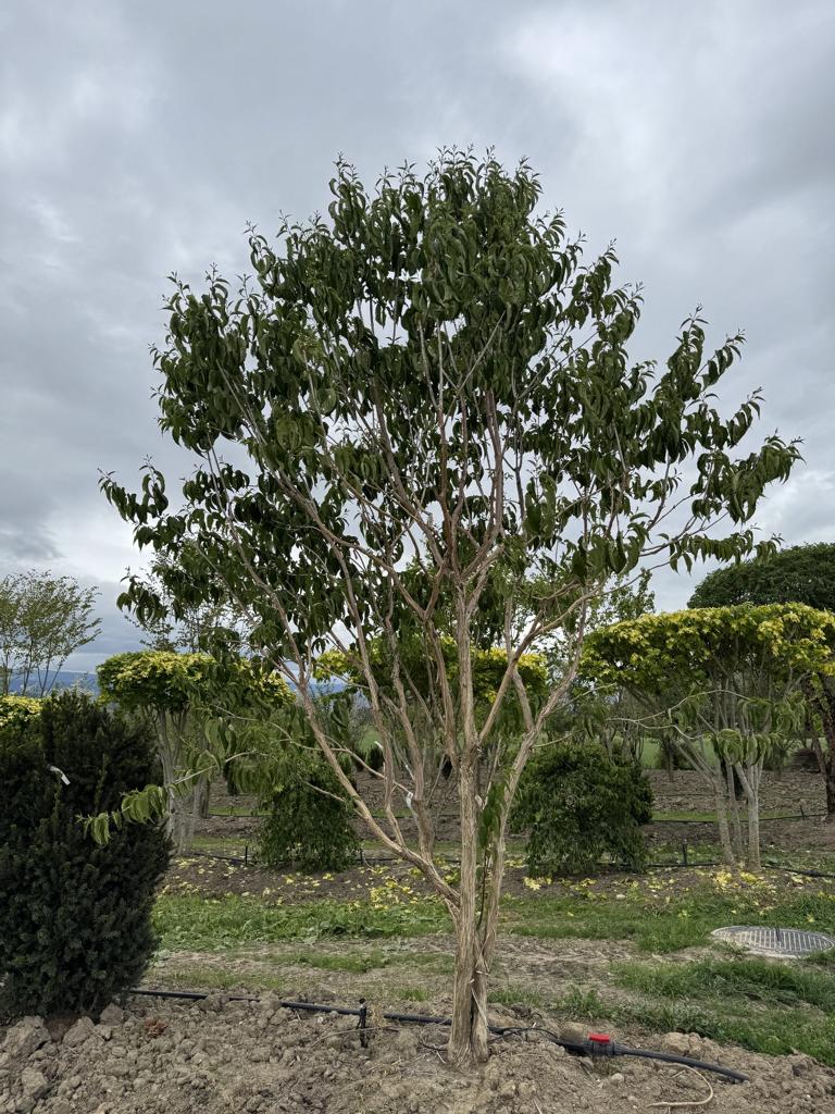 Heptacodium miconioides