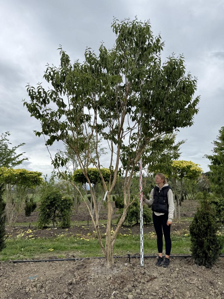 Heptacodium miconioides