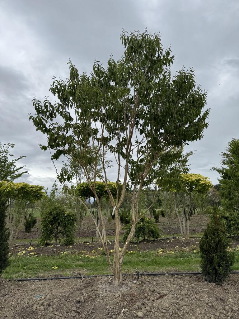 Heptacodium miconioides