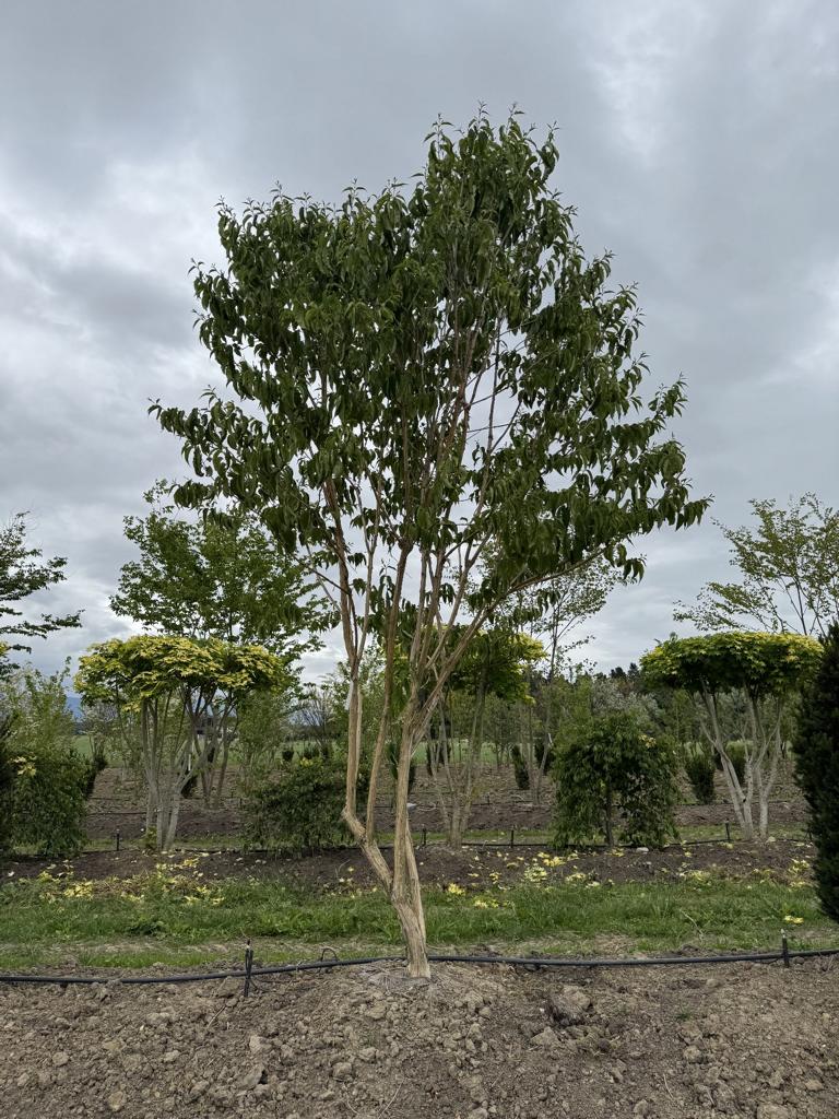 Heptacodium miconioides