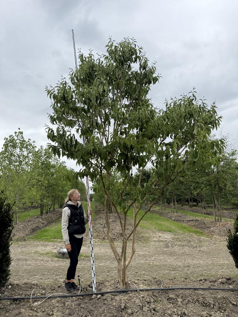 Heptacodium miconioides