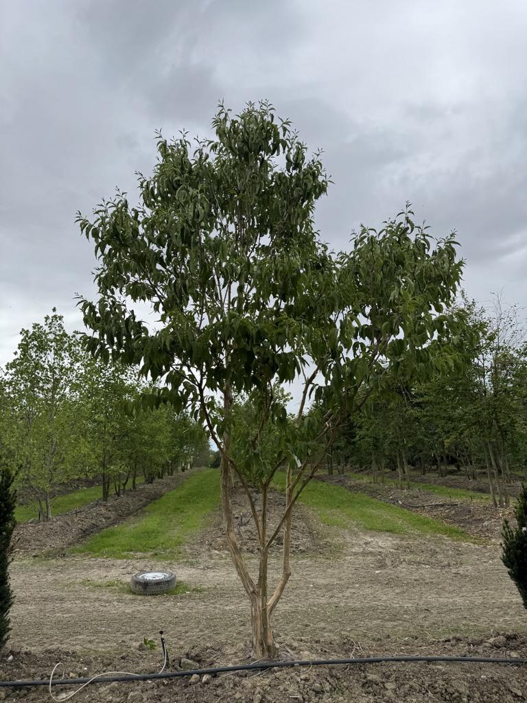 Heptacodium miconioides