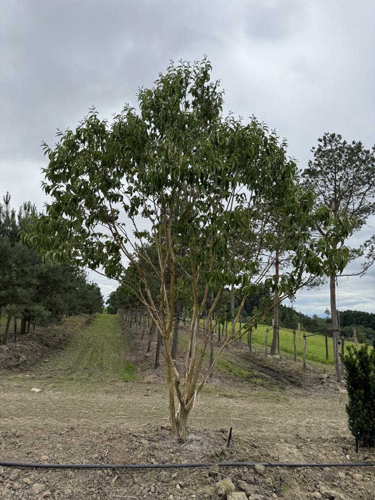 Heptacodium miconioides