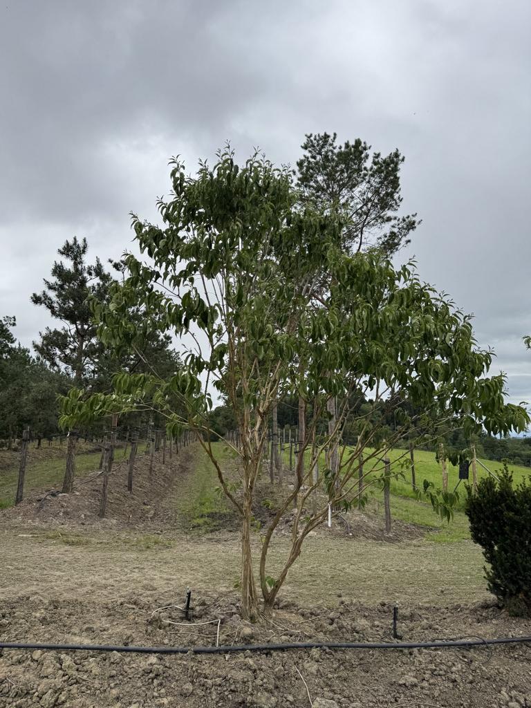 Heptacodium miconioides