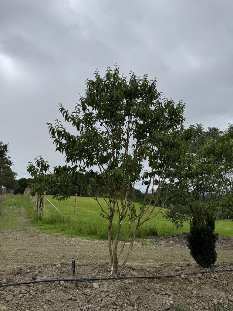 Heptacodium miconioides