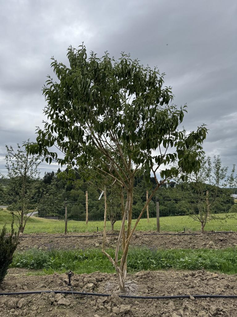 Heptacodium miconioides