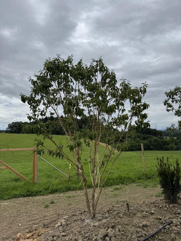 Heptacodium miconioides