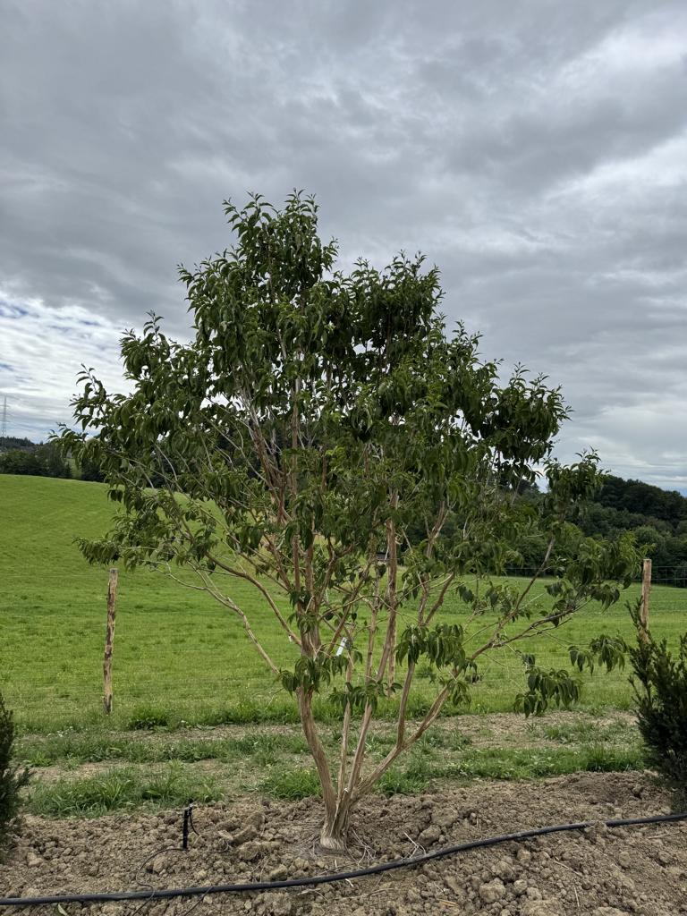 Heptacodium miconioides