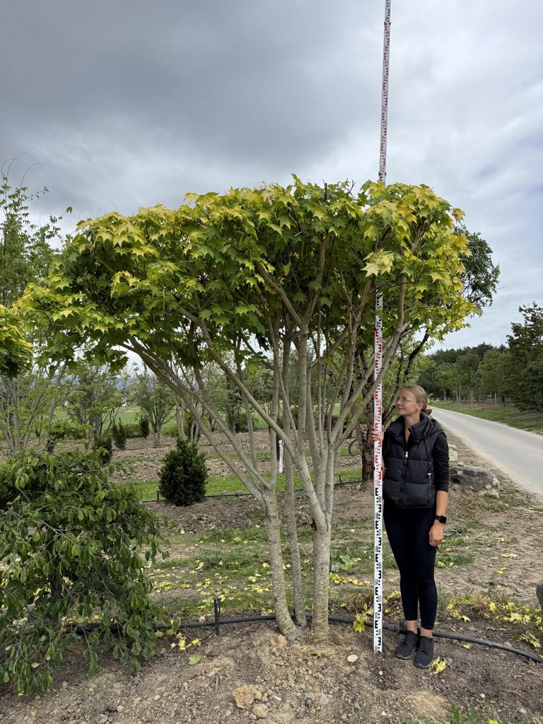 Acer cappadocicum 'Aureum' Schirmform