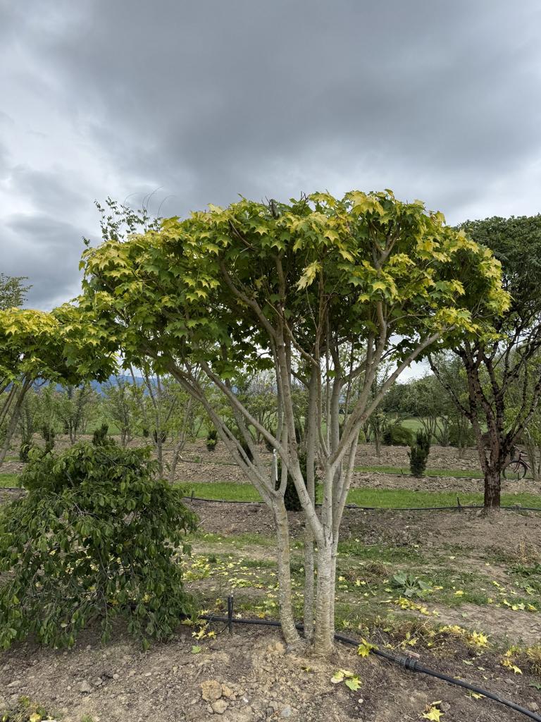 Acer cappadocicum 'Aureum' Schirmform