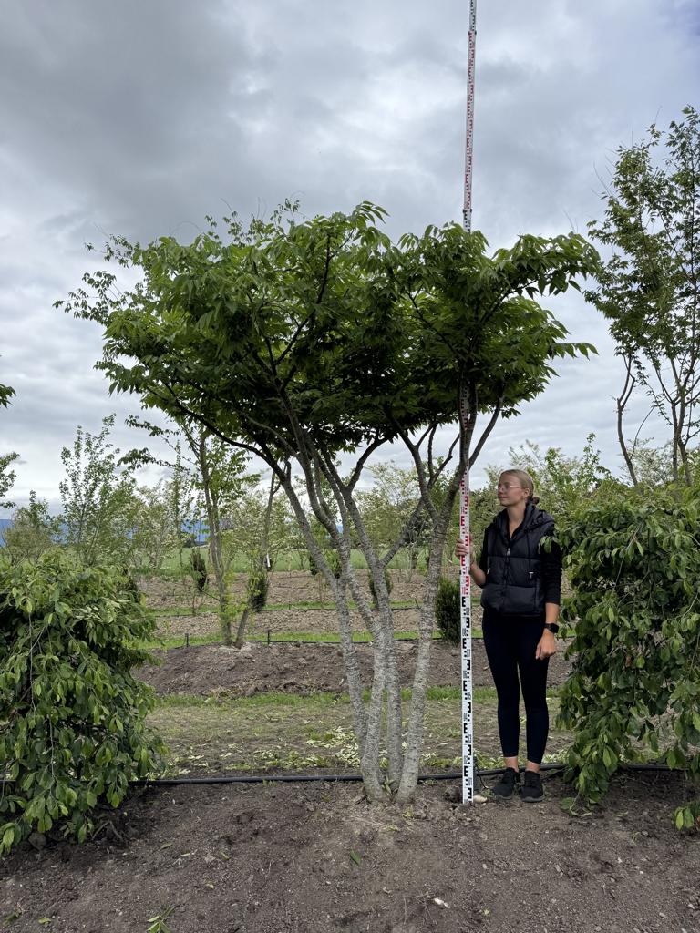 Zelkova serrata Schirmform