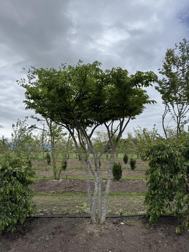 Zelkova serrata Schirmform