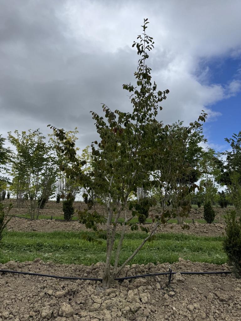 Parrotia persica
