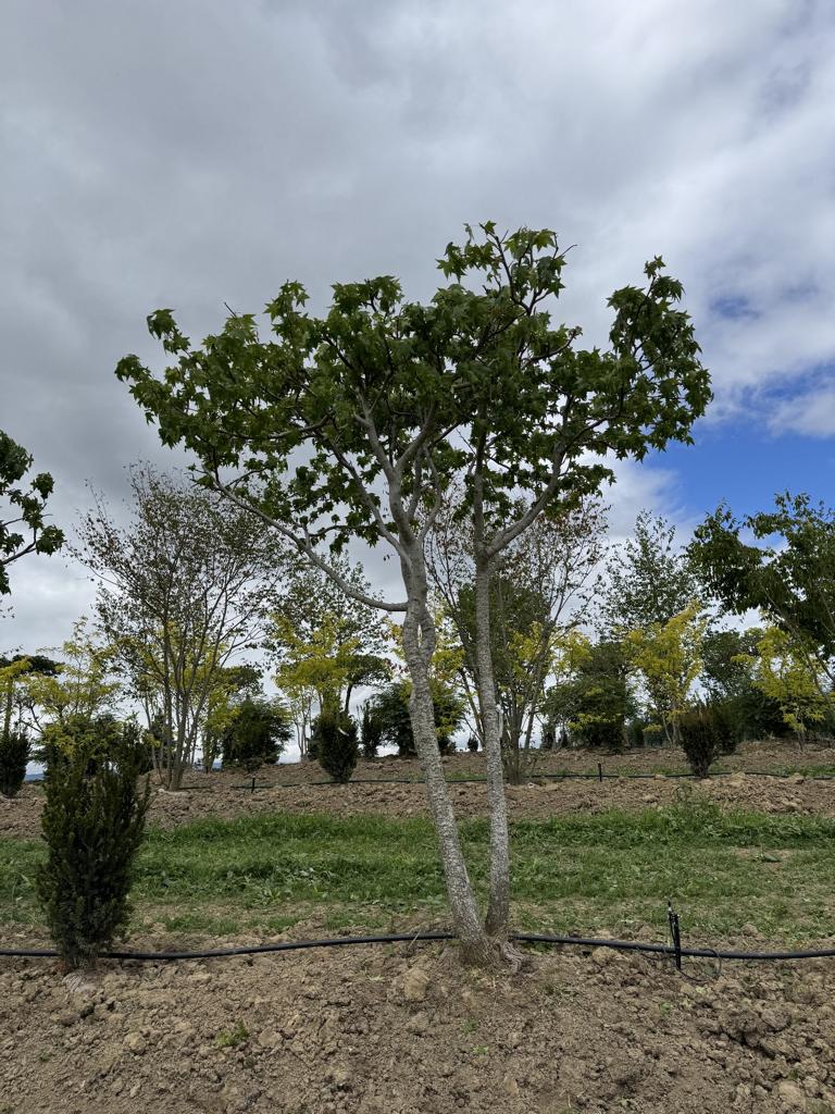 Liquidambar styraciflua dachförmig