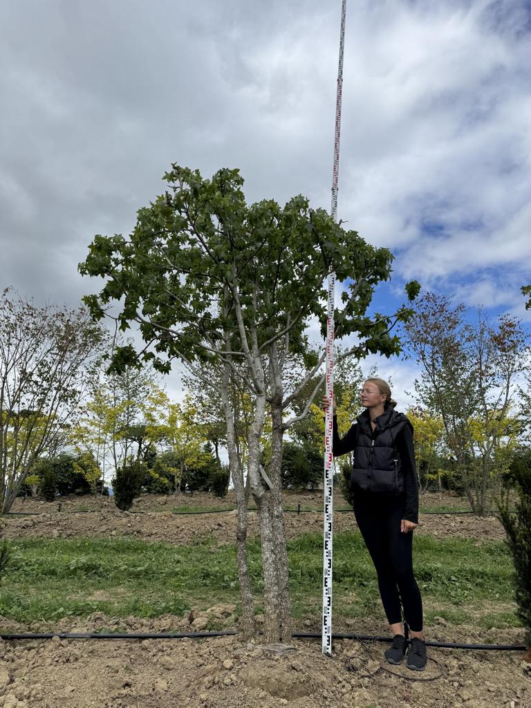 Liquidambar styraciflua dachförmig