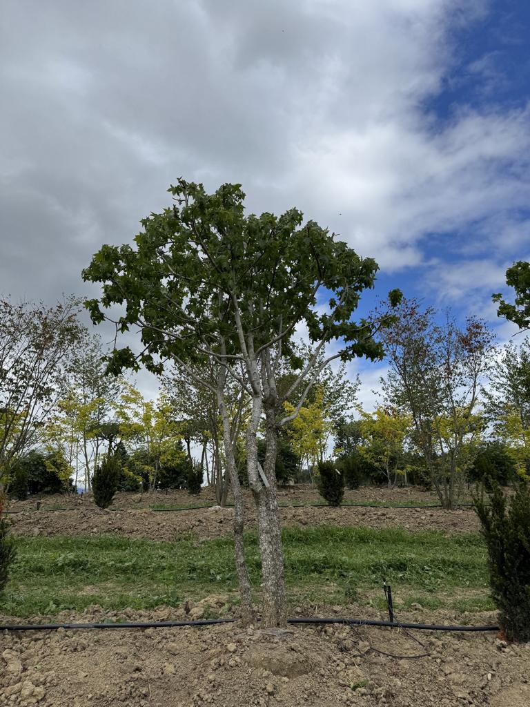 Liquidambar styraciflua dachförmig