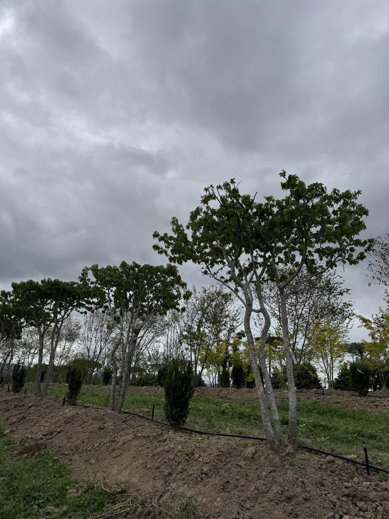 Liquidambar styraciflua dachförmig