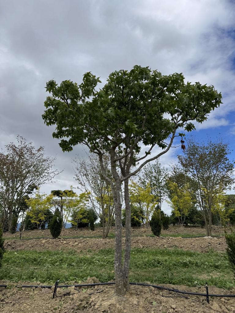 Liquidambar styraciflua dachförmig