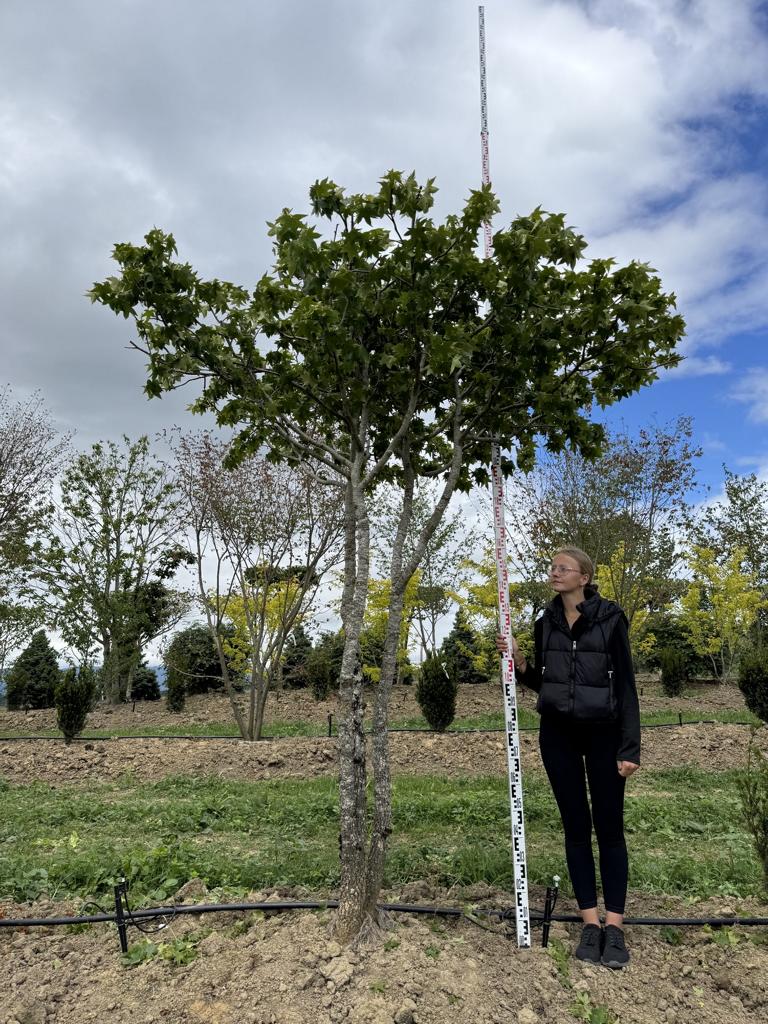 Liquidambar styraciflua dachförmig