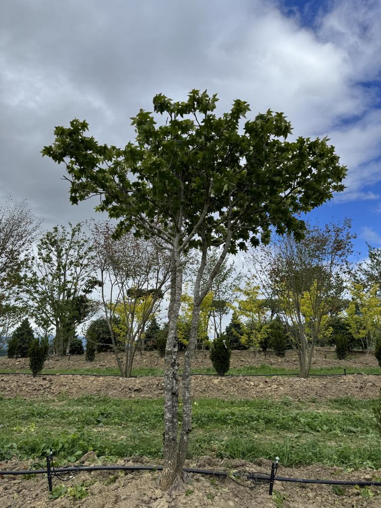 Liquidambar styraciflua dachförmig