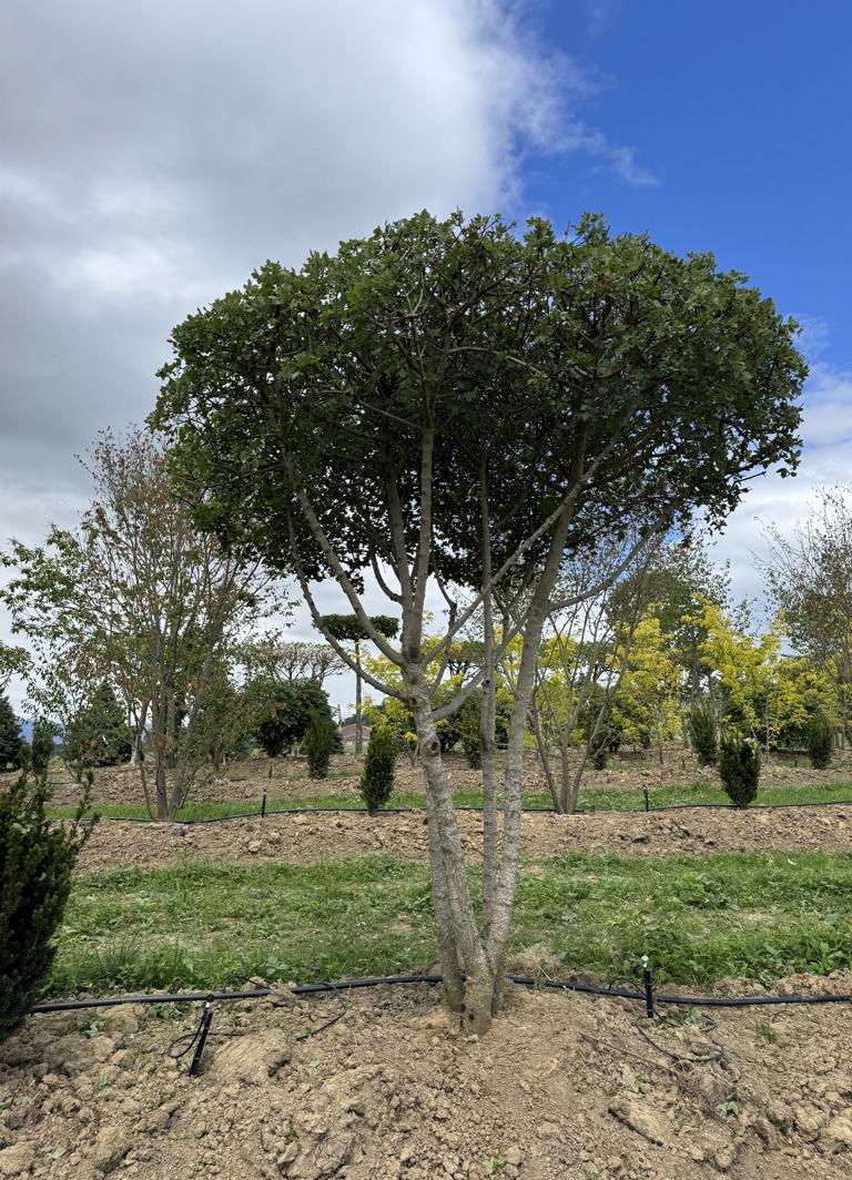 Acer monspessulanum Dachform