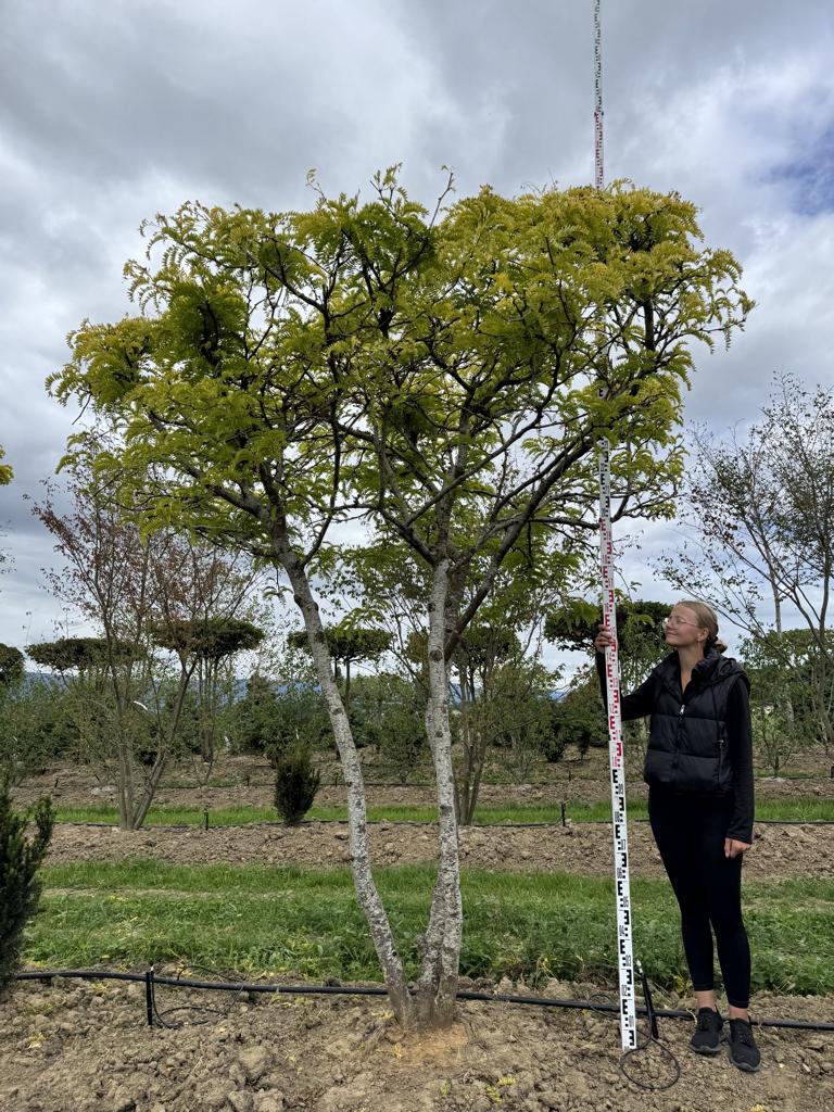 Gleditsia triacanthos 'Sunburst' Dachform