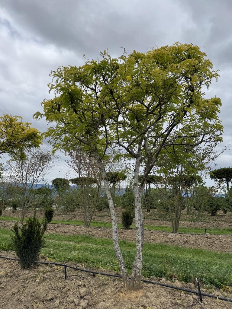 Gleditsia triacanthos 'Sunburst' Dachform