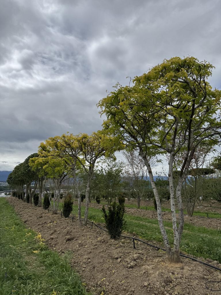 Gleditsia triacanthos 'Sunburst' Dachform